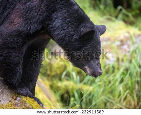 A black bear looking down at the salmon pooled in the stream below, profile