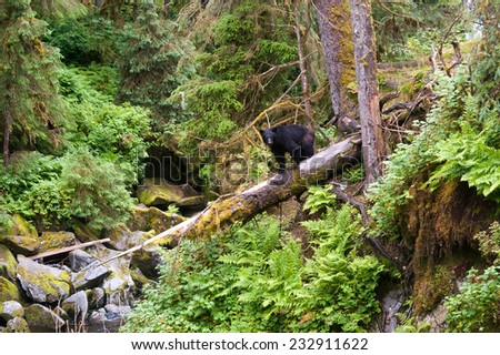 A black bear walks cautiously on a fallen tree, with a huge drop below