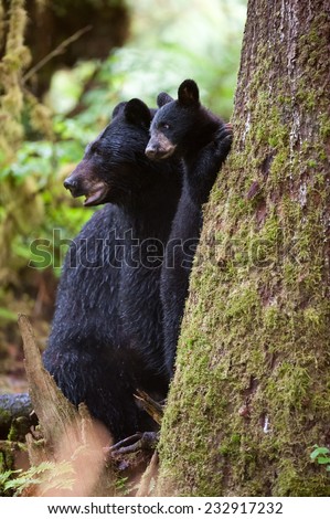Mother black bear and cub at the base of a tree in the rainforest, mother and cub looking in the same direction, attentive for possible threats