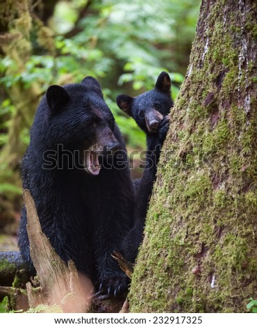 Mother and cub (coy) black bear interacting at the base of a tree, mother is yawning, cub is looking at photographer