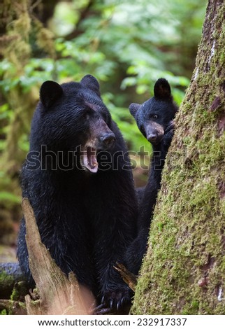 A mother and cub (coy) black bear interact with each other at the base of a tree in the rainforest, the cub is looking at the mother who is yawning