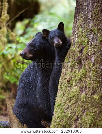 Mother black bear and cub at the base of a tree in the rain forest, cub is looking at photographer while mother is looking to the left for possible threats