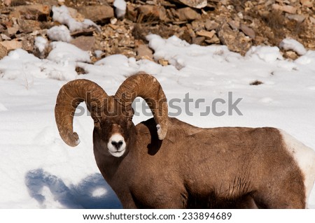 Big Horn Sheep takes a break from foraging for food in the snow to investigate photographer