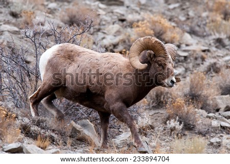Big Horn Sheep ram running down a hillside