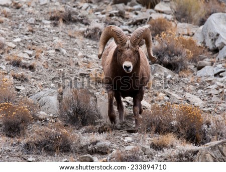 Big Horn Sheep ram running toward photographer, full curl, full body, motion