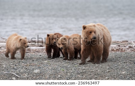 Brown bear with three cubs on the beach, near the ocean