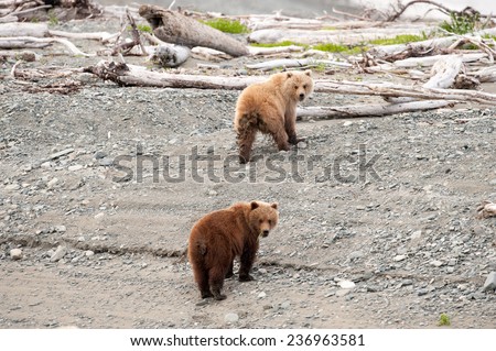 Two brown bear cubs climbing up from the beach turn around to look at photographer