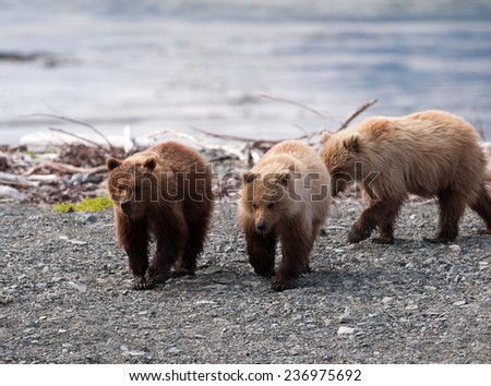 Three brown bear cubs on the beach, walking toward photographer