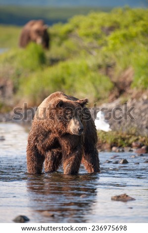 A brown bear searches for salmon in a river while another brown bear walks toward him in the background