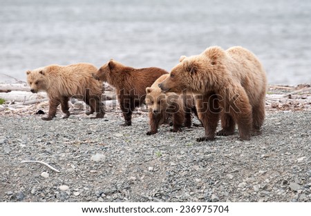 Brown bear with three cubs, on the beach