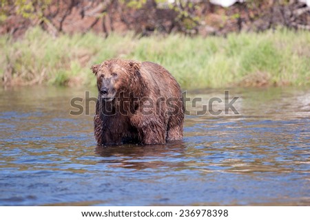 A wet brown bear looks upset about not catching a salmon