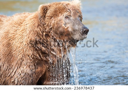 Water drips off a brown bear as he emerges from snorkeling for salmon