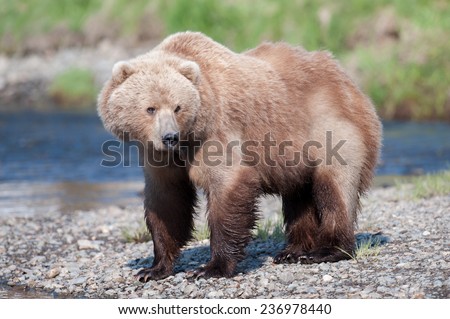 Brown bear, full body profile, looking to the right