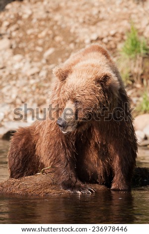 Brown bear looks to the left at other approaching bears