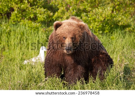 Brown Bear at the edge of a stream looking at the water for salmon