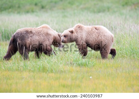 Two brown bears meet and circle each other, posturing