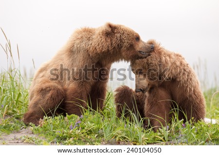 Two young brown bears interact with each other