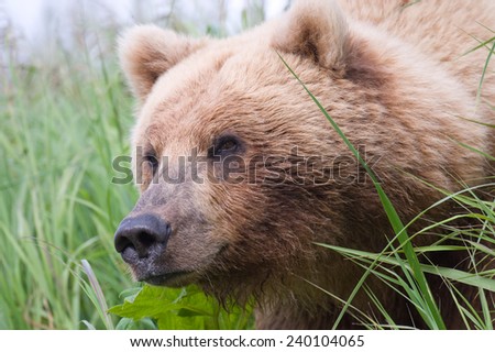 Brown Bear, Ursus Arctos