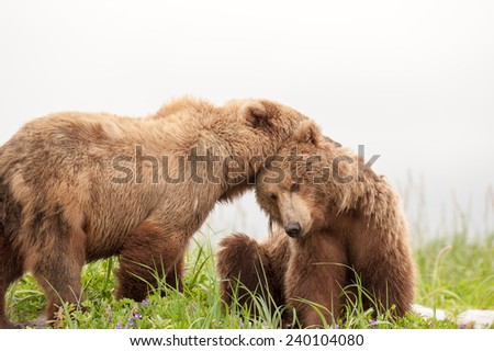 Two young brown bears share an affectionate moment with each other