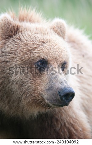 Brown Bear close up, looking to the right, portrait
