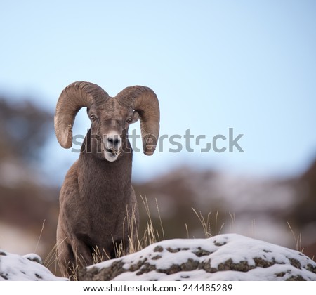 Big Horn Sheep ram, full curl, overlooking territory