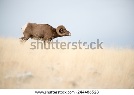A big horn sheep ram approaching a band of sheep with head down, full body profile facing right