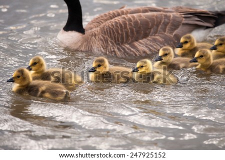Canada Geese chicks swimming in a river, artistic processing