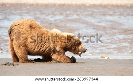 A brown bear eating razor clams on a beach in Alaska