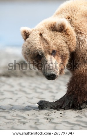 A brown bear on the coast of Alaska stops eating a clam to look at the photographer