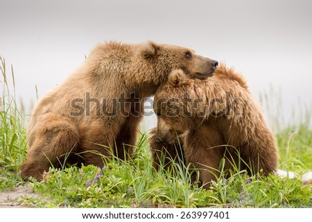 Two sub adult brown bears interacting with each other, possibly siblings