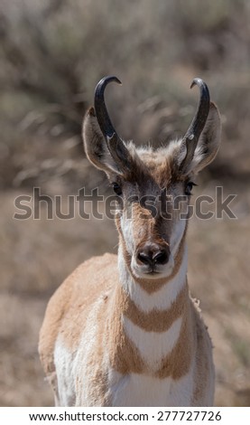 A male pronghorn stops to look at photographer, full front directly facing photographer