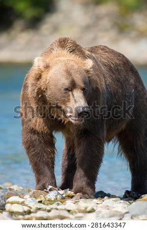 A brown bear eating fresh salmon