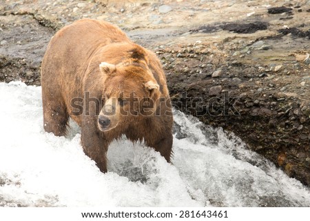 A large brown bear standing in the falls of a river looking for salmon