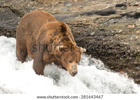 A large brown bear standing in the falls of a river looking for salmon
