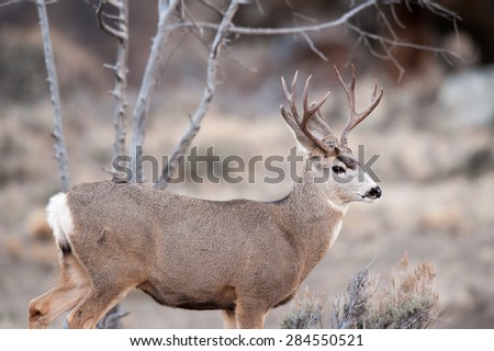 Portrait of a buck mule deer looking to the right over a valley