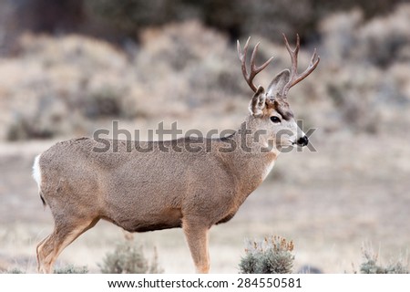 Portrait of a buck mule deer looking to the right over a valley