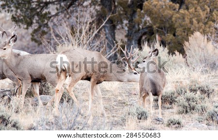 A male mule deer approaches a female during rut