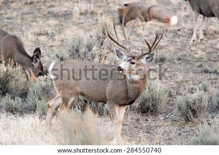 Alert mule deer buck watching for competing mule deer during rut; does in background