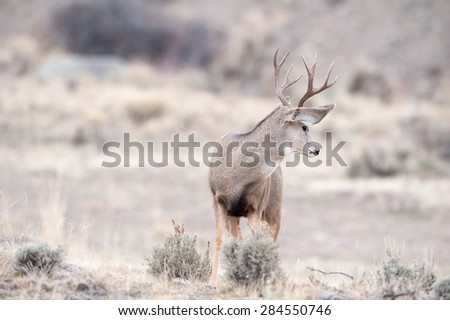 Mule deer looking sideways at another approaching male