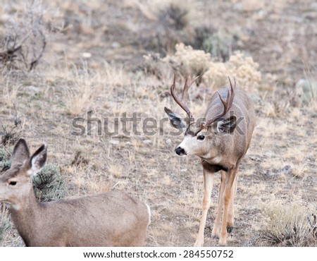A male mule deer approaches a female during rut