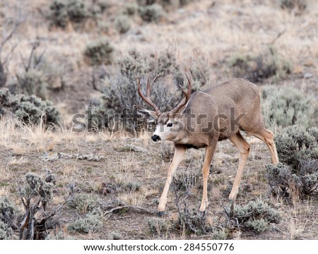 A male mule deer stalking a female during rut
