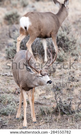 A mule deer buck during rut, appearing to wink; female mule deer in the background
