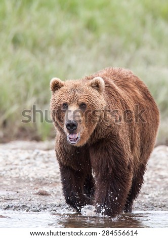 A brown bear walking through a river in search of salmon
