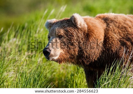 A brown bear looking out over the valley in front of him