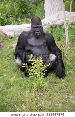A gorilla sitting down looking at a crowd of people
