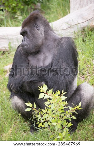 A large gorilla appears to be taking a nap while sitting down