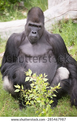 A gorilla looks inquisitively toward a crowd of people