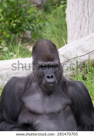 Close up of a gorilla; portrait