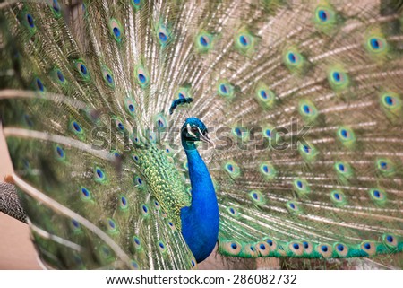 A male peacock with feathers on full display; profile facing right; full frame