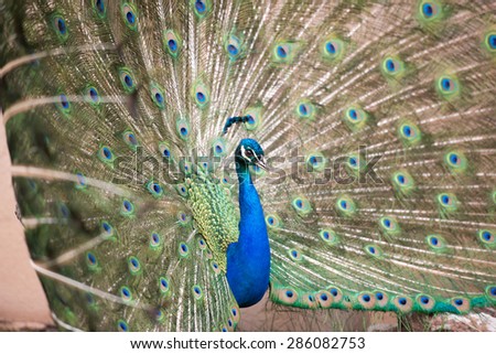A male peacock with feathers on full display; profile facing right; full frame